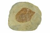 Fossil Leaf (Cissites rocklandensis) - Uncommon Species #269352-1